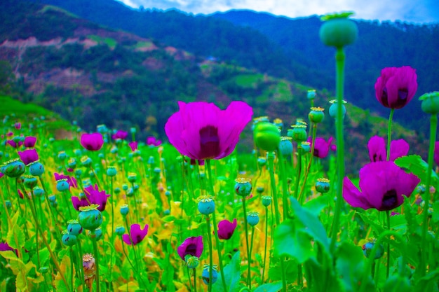 Papavervelden en prachtige paarse bloemen Animal Day Khaptad National Park Nepal Doti Himalaya