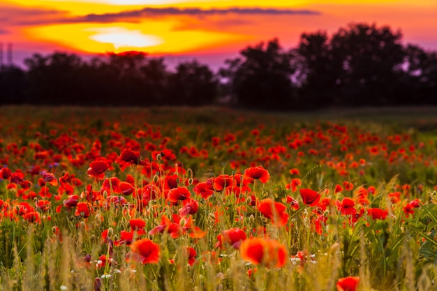 Papavervelden en zonsonderganglandschap. Prachtig natuur zomers uitzicht met wilde bloemen