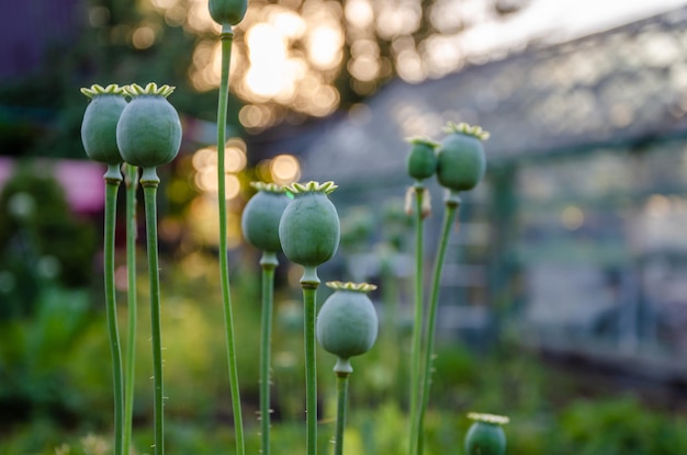 Papaverzaaddozen in een tuin met een serre op de achtergrond