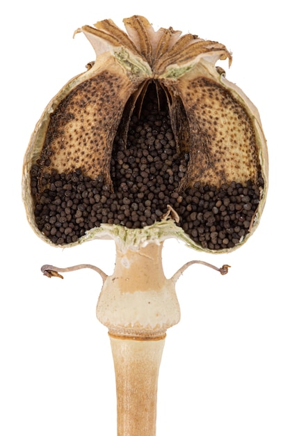 Papaverzaden binnen een gesneden papaverdoos die op witte achtergrond wordt geïsoleerd