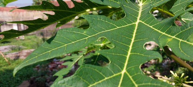 Papaya bladeren van dichtbij gezien