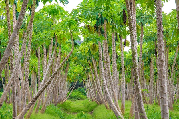 Papaya farm