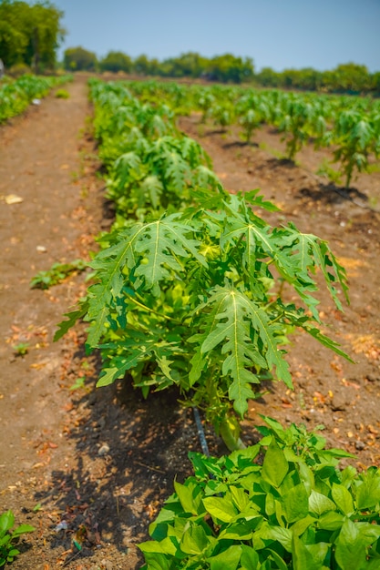 Papaya field on a sunny day landscape