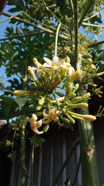 Photo papaya flowers on the papaya tree