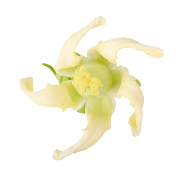 Papaya fruit growing from the flower Light yellow papaya flower blooming on white background