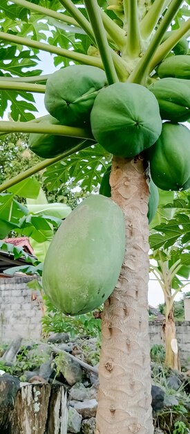 Papaya fruit