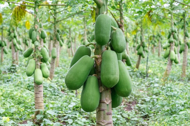 Papaya fruits of papaya tree in the garden