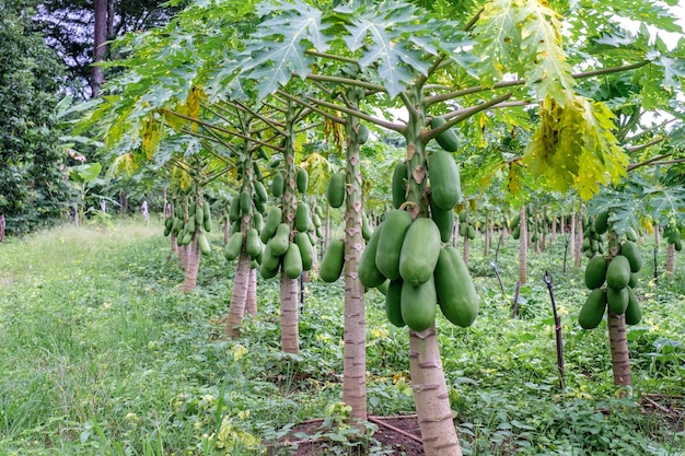 Плоды папайи на папайе в саду