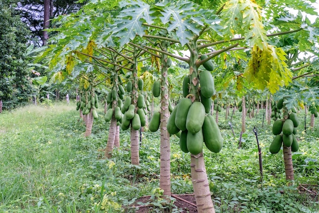 庭のパパヤの木のパパイヤの果実