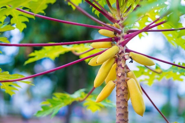 Papaya in garden