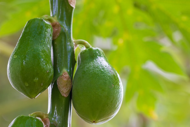 Papaya is wet with water drop on the tree in organic farm and morning sunlight.