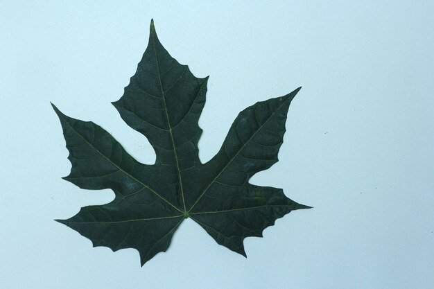 Photo papaya leaf frame, green papaya leaf with copy space on the white background