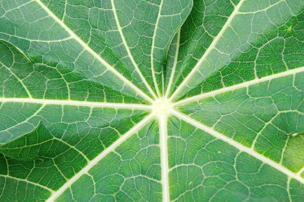 Papaya leaf texture background