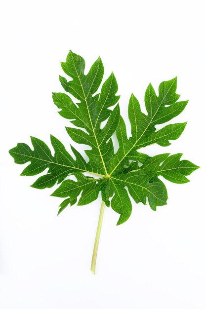 Papaya leaf on white background