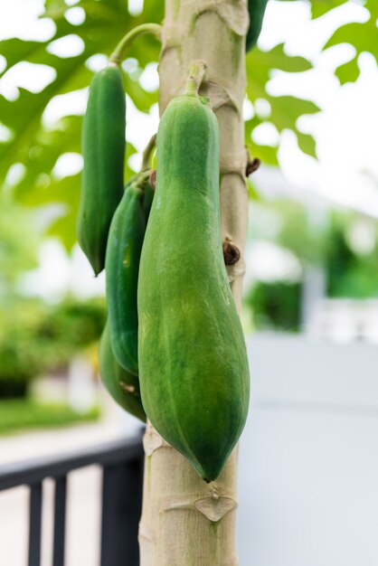 Papaya on the papaya tree