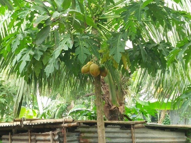 Papaya on the papaya tree