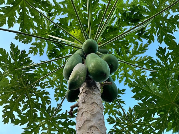 Photo papaya tree in the garden