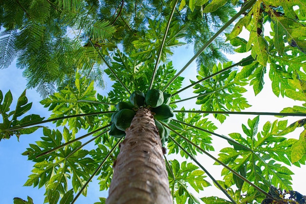 パパイヤの木は半草本の円筒形の茎の木であり、その端にパパイヤを生成します