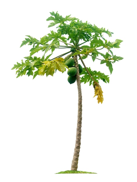 Papaya tree isolated on white background with clipping paths for garden design