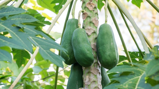 Papaya tree in the orchard