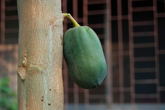 Papaya nell'albero foto premium