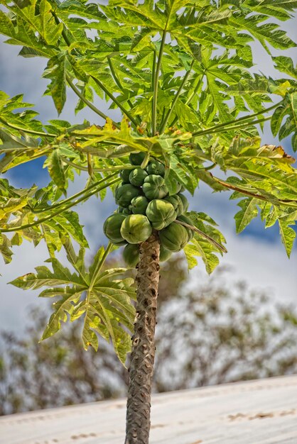 Foto papaya su un albero pronto per il raccolto