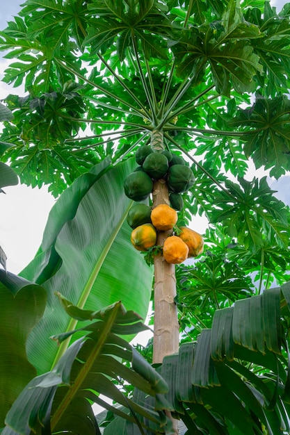 Papaya Tree Images - Free Download on Freepik