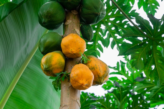 Papaya tree with various fruits