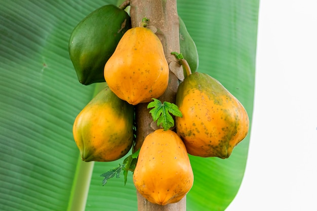 Papaya tree with various fruits