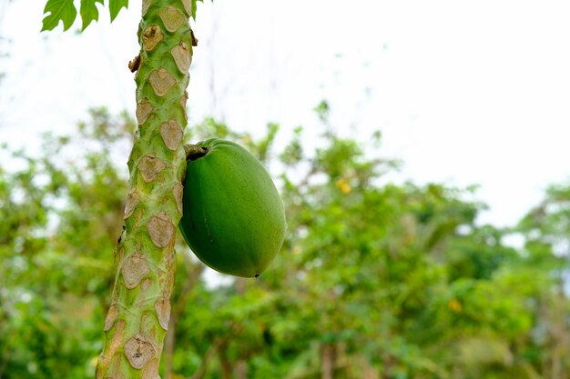 papaya on tree