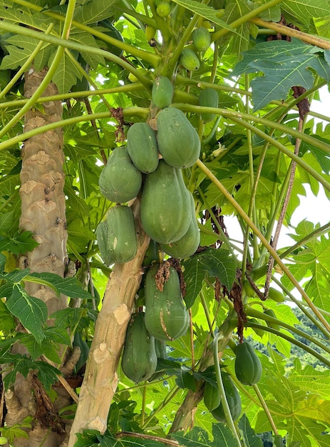 Photo papaya tree