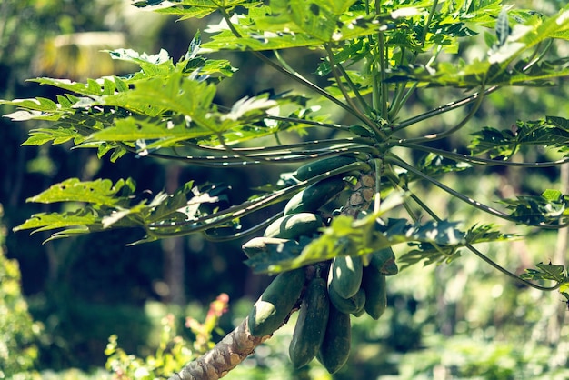 Photo papaya tree