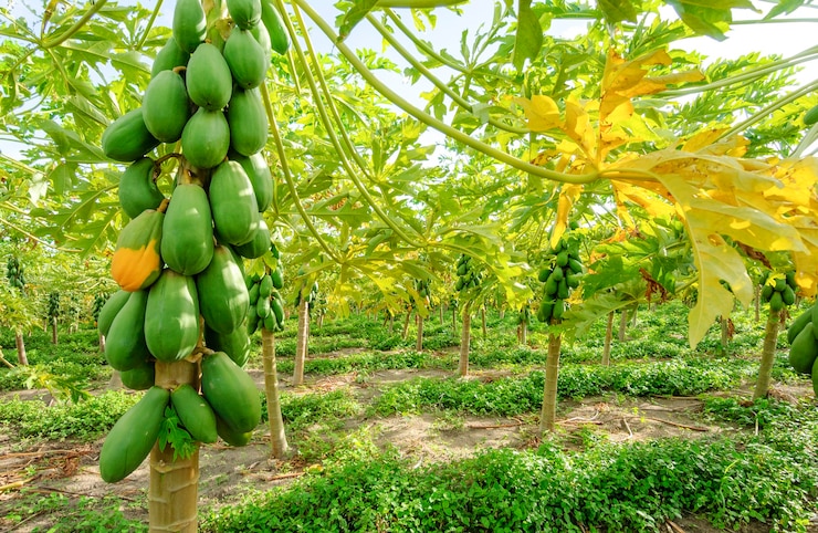 todokaras kiwifarms
