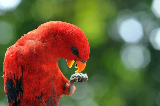 Papegaai Ara Papegaaien Vogel