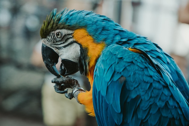 Papegaai blauwgele ara in de natuur close-up