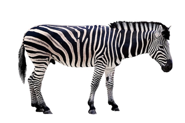 papegaai dier zebra