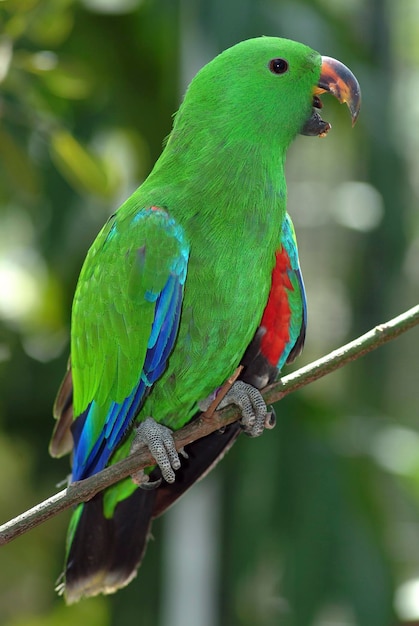 Foto papegaai electus queensland australië