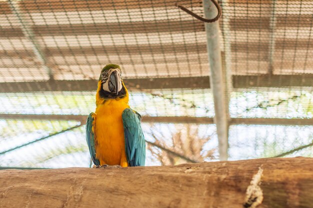 Papegaai in de dierentuin