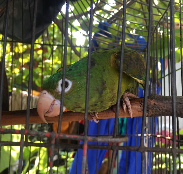 Foto papegaai in een kooi