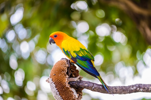 Papegaai, Kleurrijke papegaai, Arapapegaai, Kleurrijke ara