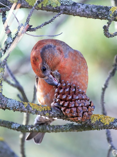 Papegaai kruisbek Loxia pytyopsittacus