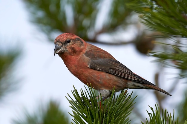 Foto papegaai kruisbek loxia pytyopsittacus