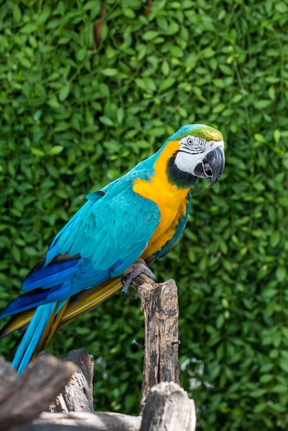 Papegaai, lieve vogel, dier en huisdier in de tuin