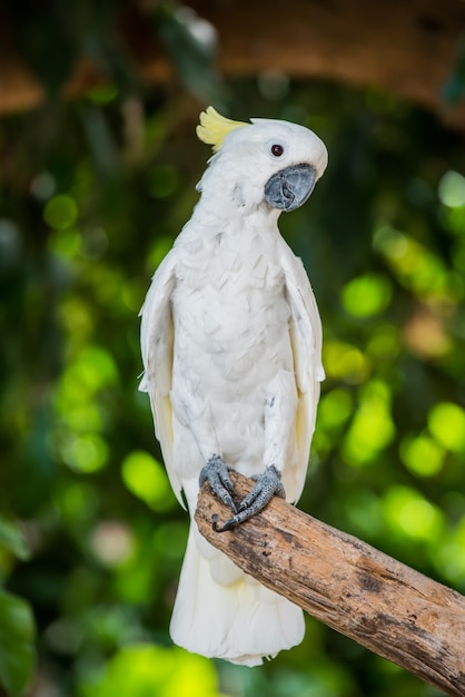 Papegaai, lieve vogel, dier en huisdier in de tuin