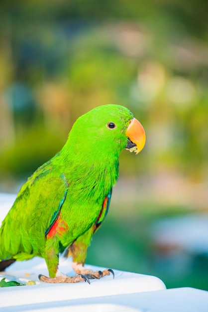 Papegaai, lieve vogel, dier en huisdier in het natuurpark