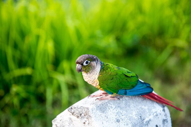 Papegaai, mooie vogel, dier en huisdier