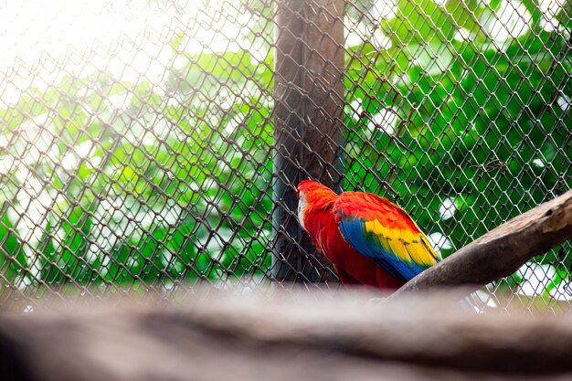 Papegaai van kleurrijke mooie vogel