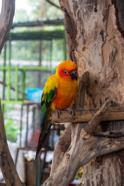 Papegaai zat op hout Animal Show in Crocodile Farm and Zoo