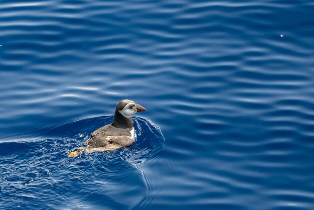 Papegaaiduiker in de Ligurische Middellandse Zee uiterst zeldzaam om te zien