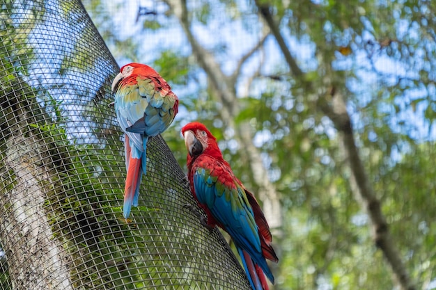 Papegaaien in het tropisch bos in natuurlijke omstandigheden